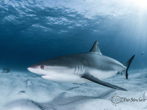 Reef shark coming in to say "Hello, how are you?" by Patricia Sinclair 